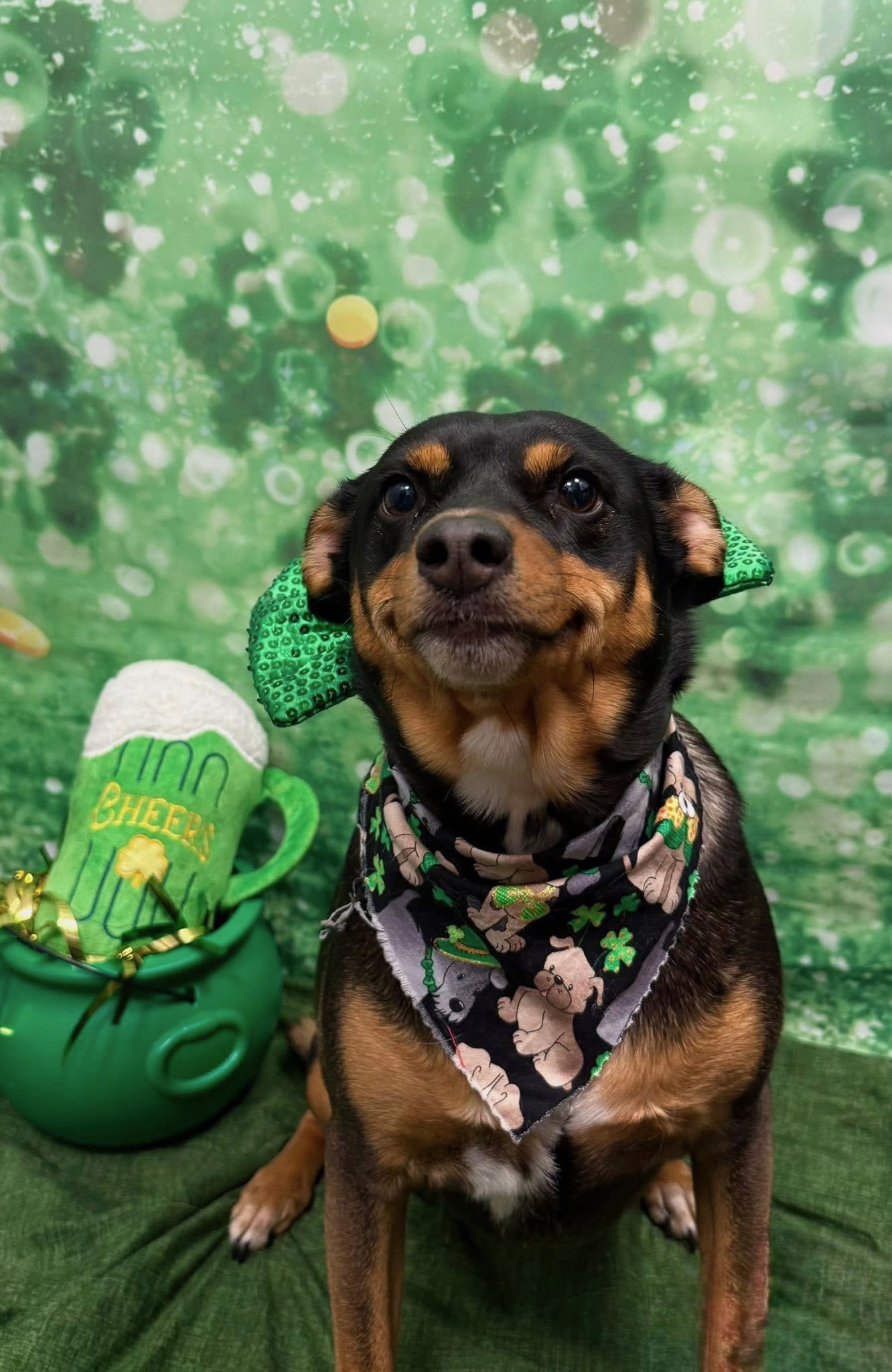 Kirby with a green sequin bow on one ear and a shamrock bandana, beside a pot of gold holding a plush pint that says Cheers, against a green bokeh backdrop.