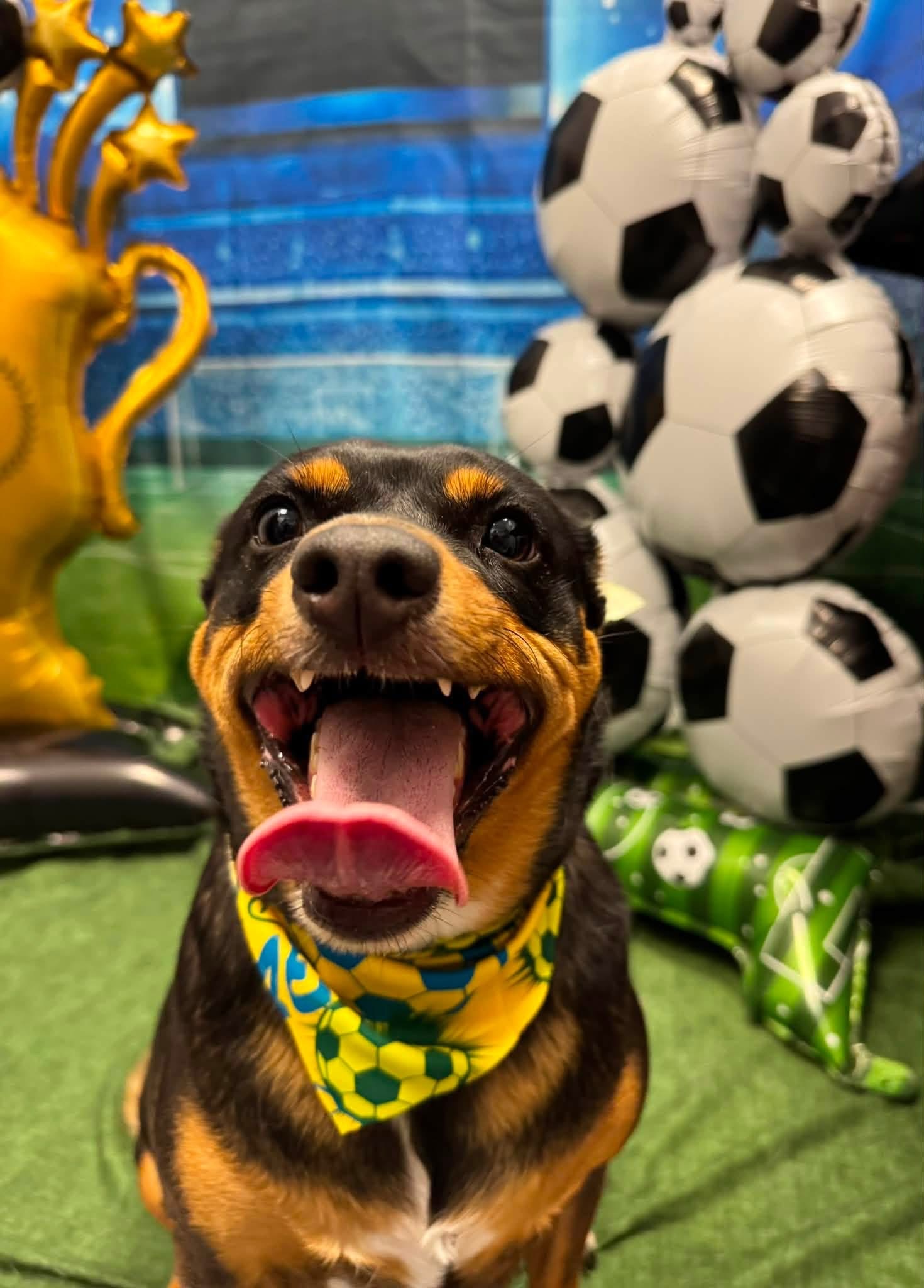 Kirby grinning with her tongue out in a yellow soccer-print bandana, between a gold trophy balloon and a stack of soccer-ball balloons.