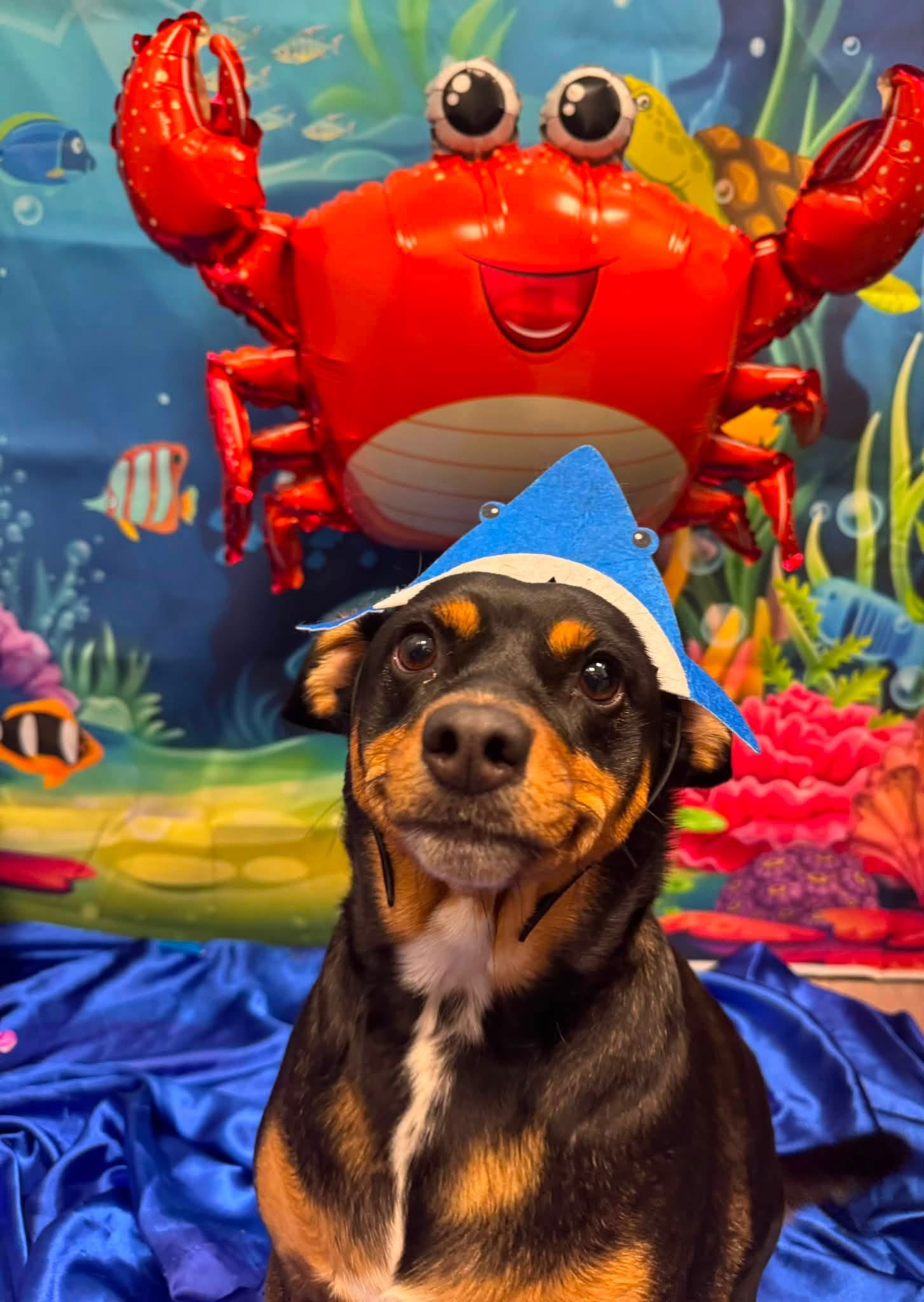 Kirby wearing a felt shark fin in front of a reef backdrop and a crab balloon.