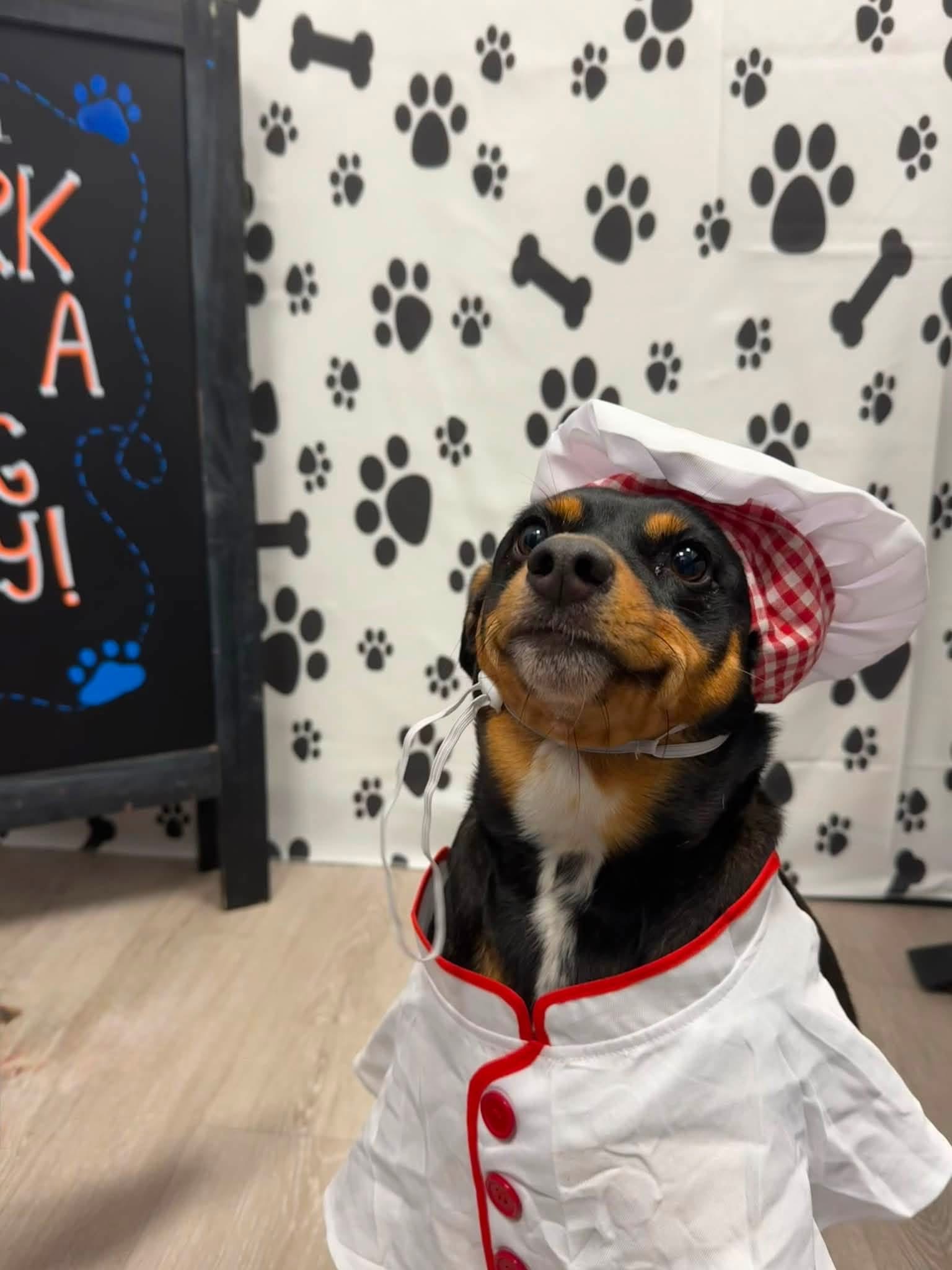 Kirby in a chef's coat and hat in front of a paw-print backdrop.