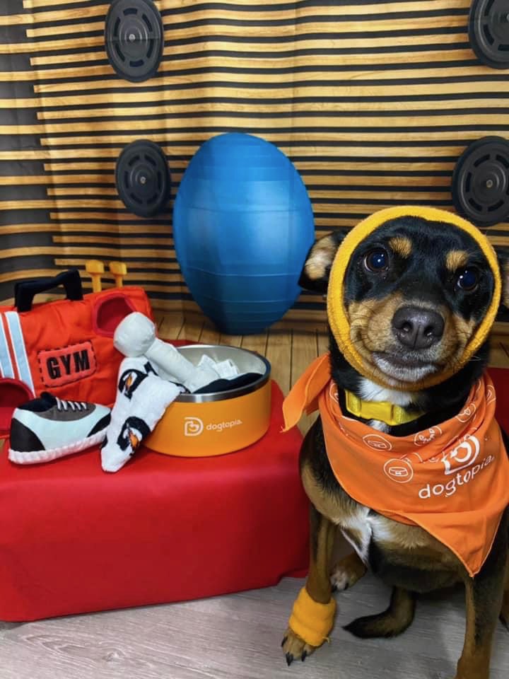 Kirby in an orange Dogtopia bandana with a yellow sweatband around her head, next to a gym set with a blue exercise ball.