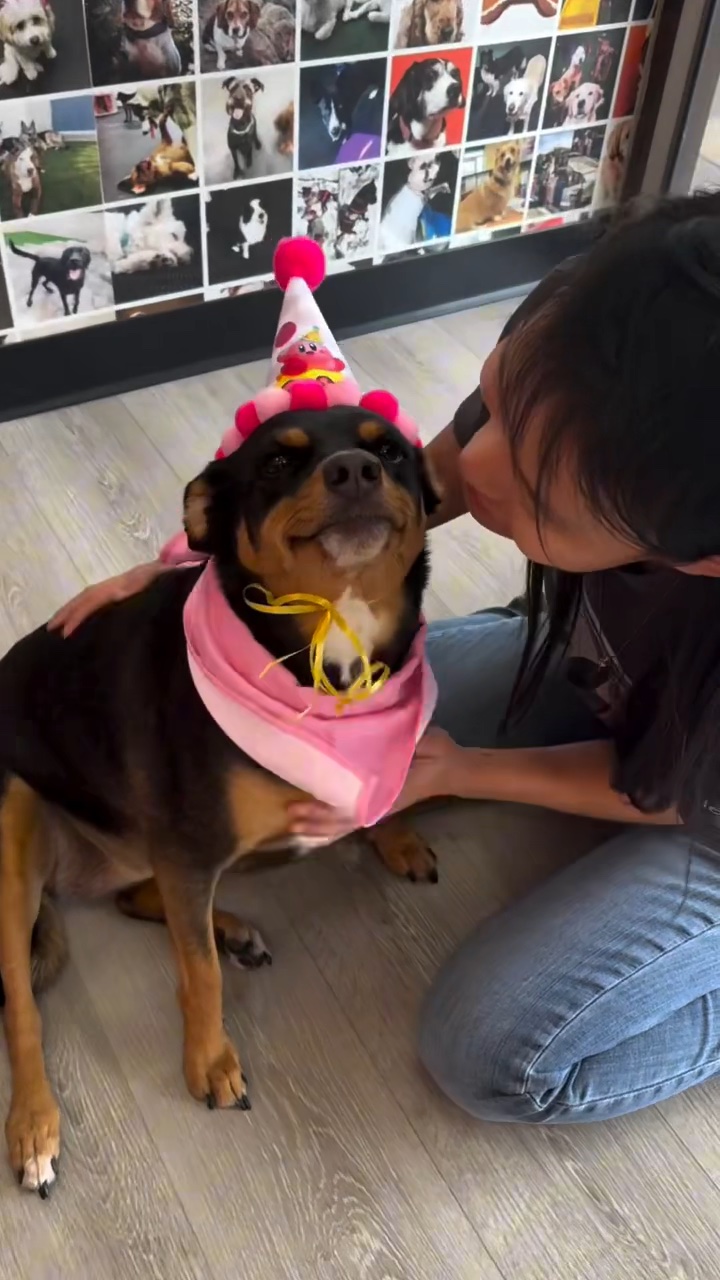 Kirby in a pink pom-pom party hat and pink bandana, being held and kissed on the head by a person kneeling in front of a wall of dog photographs.